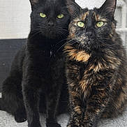 Maya participe au concours pour gagner de l'argent avec cette photo : animal, black_cat, cat, closeup, companions, cute, ears, feline, floor, fur, green_eyes, indoor, looking_at_camera, pets, portrait, sitting, texture, tortoiseshell_cat, two_cats, whiskers
