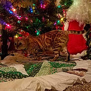 Stormie joined the competition — help win amazing prizes! cat, bengal_cat, christmas_tree, christmas_lights, holiday_decorations, santa_claus_figure, quilt, carpet, indoor, festive, colorful_lights, pet, animal, curious, decor, celebration, seasonal, home, feline, ornaments