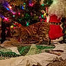 animal, bengal_cat, carpet, cat, celebration, christmas_lights, christmas_tree, colorful_lights, curious, decor, feline, festive, holiday_decorations, home, indoor, ornaments, pet, quilt, santa_claus_figure, seasonal