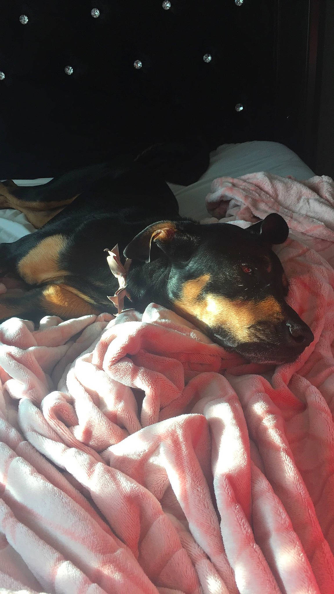 Chevelle joined the competition — help win amazing prizes! canidae, carnivore, dobermann, dog, dog_breed, miniature_pinscher, pinscher, prazsky_krysarik, rat_terrier, snout, toy_dog, toy_fox_terrier