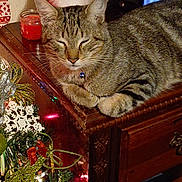 Mayhem is registered to the contest to win money with this photo: beads, cat, celebration, christmas_decorations, collar, cozy, decoration, drawer, dressed_wood, festive, furniture, gnome, holiday, indoor, ornaments, pet, sleepy, tabby_cat, tree, wood