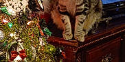 Mayhem is registered to the contest to win money with this photo: candy_canes, cat, celebration, christmas_tree, cozy, curious, decorations, dressed_furniture, feline, festive, holiday, holiday_season, home, indoor, lights, ornaments, pet, sitting, tabby, wooden_dresser