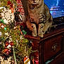 candy_canes, cat, celebration, christmas_tree, cozy, curious, decorations, dressed_furniture, feline, festive, holiday, holiday_season, home, indoor, lights, ornaments, pet, sitting, tabby, wooden_dresser