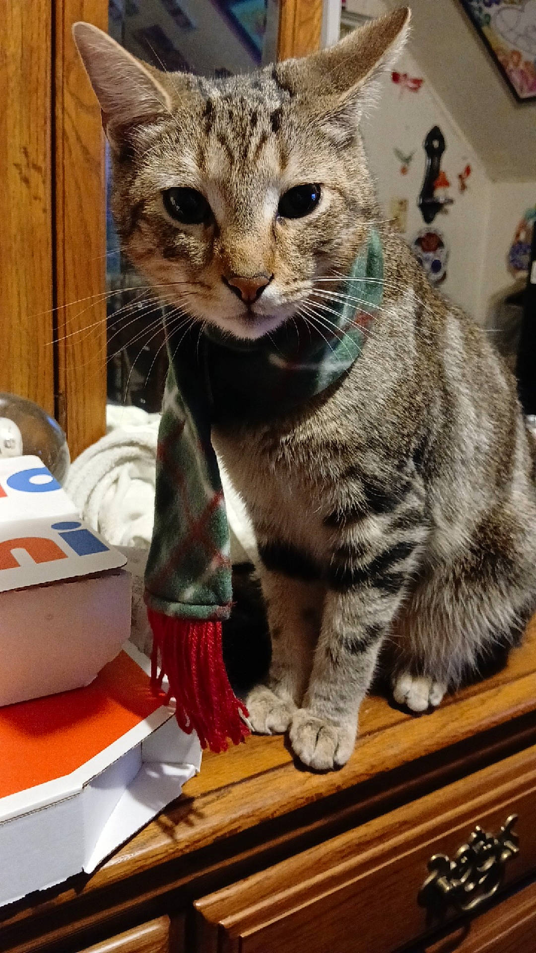 animal, cat, closeup, cozy, curious, decor, domestic, dresser, feline, furniture, household, indoor, mirror, pet, pizza_box, scarf, sitting, tabby, whiskers, wood