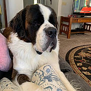 Clover is registered to the contest to win money with this photo: dog, saint_bernard, pet, indoor, couch, pillow, living_room, carpet, television, furniture, wooden_table, relaxed, large_dog, white_fur, brown_fur, black_fur, nose, ears, face, home