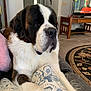 dog, saint_bernard, pet, indoor, couch, pillow, living_room, carpet, television, furniture, wooden_table, relaxed, large_dog, white_fur, brown_fur, black_fur, nose, ears, face, home