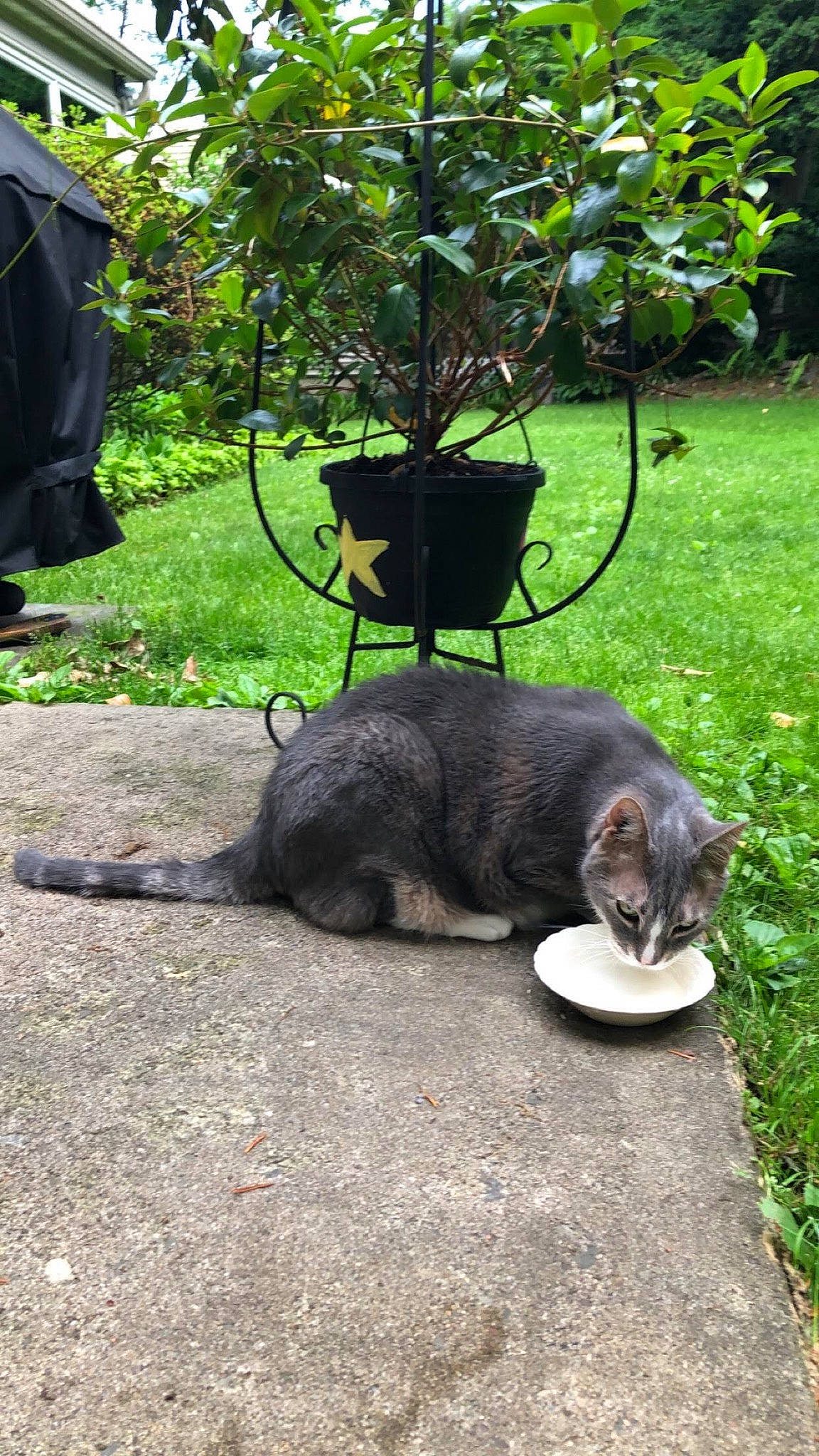 Squish is registered to the contest to win money with this photo: automotive_tire, carnivore, cat, domestic_short_haired_cat, felidae, flowerpot, fur, garden, grass, houseplant, lawn, outdoor_furniture, plant, shrub, small_to_medium_sized_cats, snout, tableware, tail, tree, whiskers