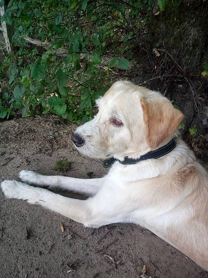 Bram'S participe au concours pour gagner de l'argent avec cette photo : adventure, canidae, carnivore, companion_dog, dog, dog_breed, fawn, hunting_dog, labrador_retriever, mammal, retriever, sporting_group, tail, vertebrate