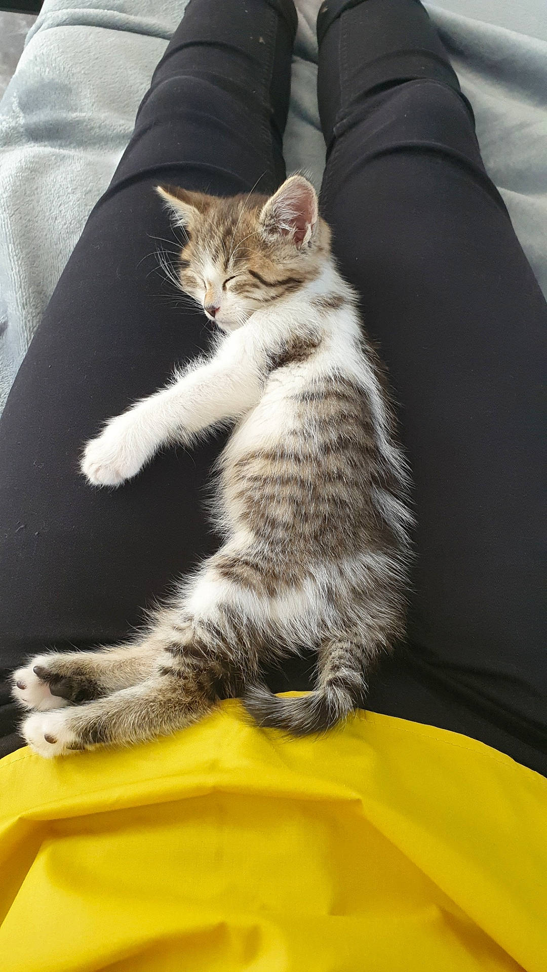 Plume a rejoint le concours — aidez-le/la à gagner de superbes lots ! american_wirehair, asian, carnivore, cat, domestic_short_haired_cat, dragon_li, european_shorthair, felidae, fur, kitten, leg, mammal, paw, polydactyl_cat, small_to_medium_sized_cats, tabby_cat, tail, whiskers