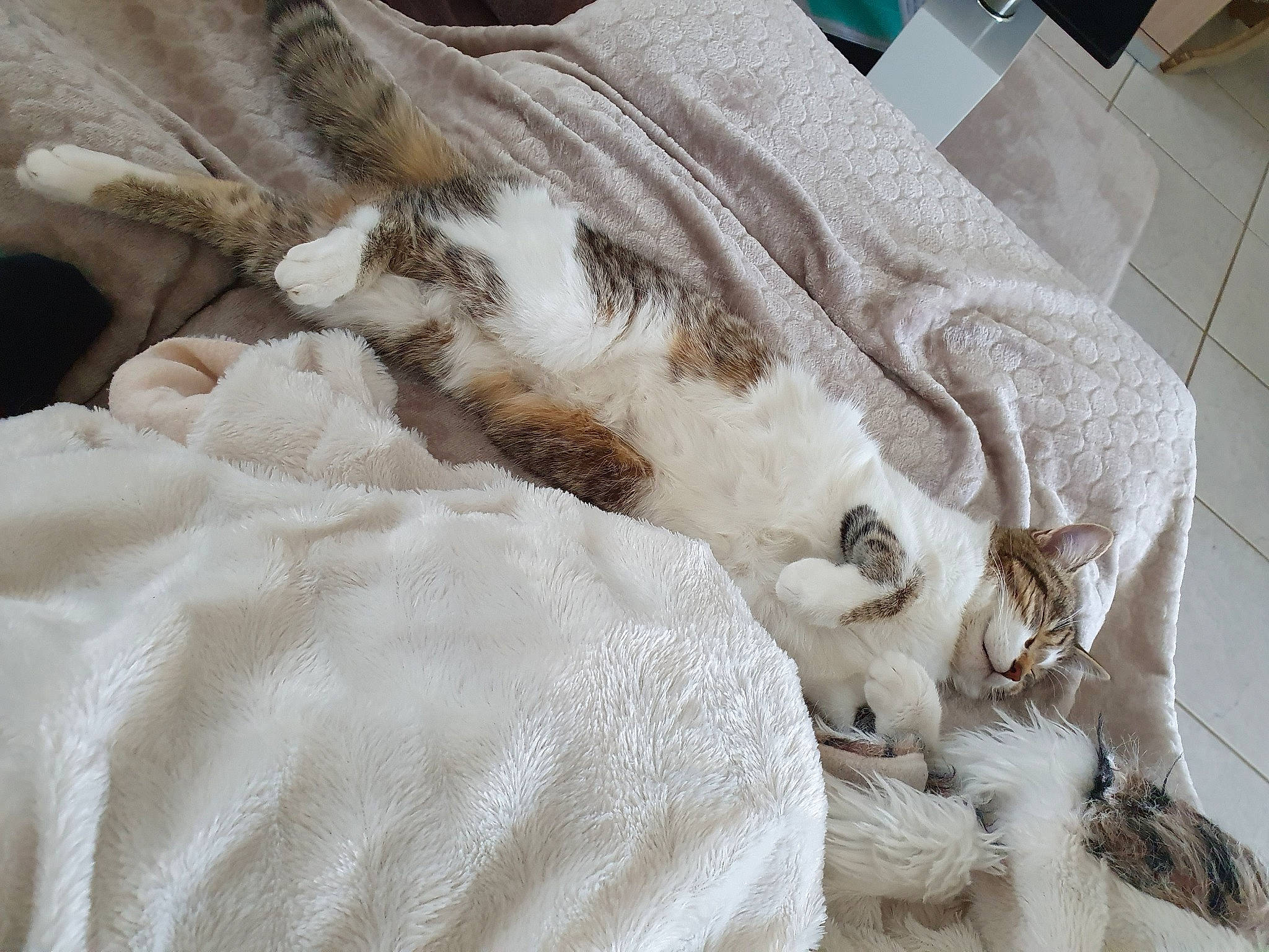 Plume participe au concours pour gagner de l'argent avec cette photo : carnivore, cat, felidae, fur, small_to_medium_sized_cats, textile, whiskers