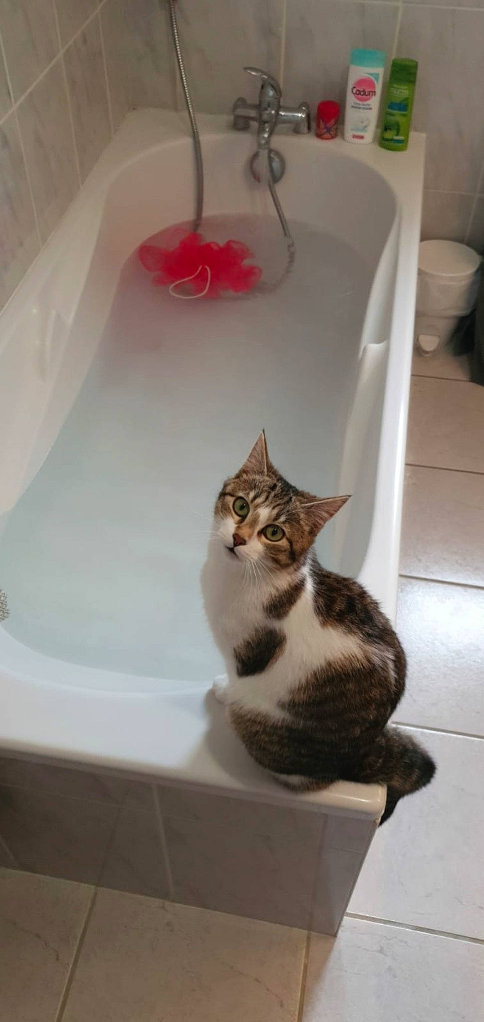 Plume participe au concours pour gagner de l'argent avec cette photo : aegean_cat, bathroom, bathtub, bidet, carnivore, cat, domestic_short_haired_cat, european_shorthair, felidae, kitten, plumbing_fixture, room, sink, small_to_medium_sized_cats, tabby_cat, tail, toilet, whiskers