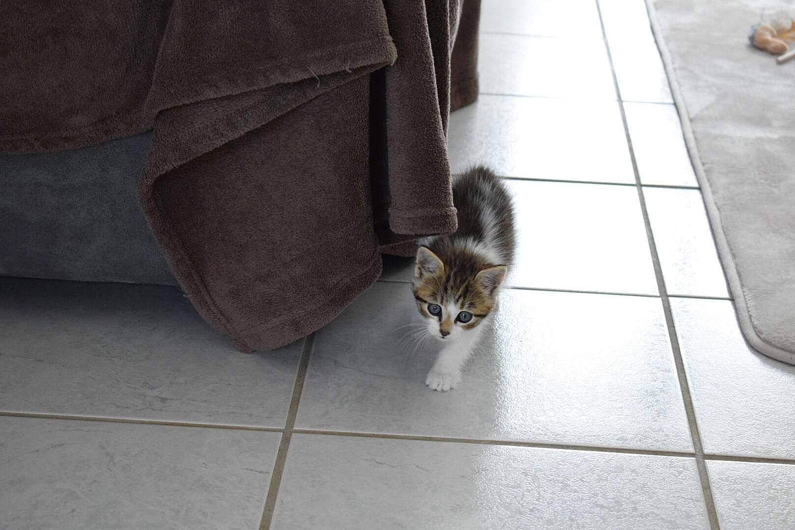 Plume a rejoint le concours — aidez-le/la à gagner de superbes lots ! aegean_cat, carnivore, cat, domestic_short_haired_cat, european_shorthair, fawn, felidae, floor, flooring, fur, kitten, leg, polydactyl_cat, shoe, small_to_medium_sized_cats, tabby_cat, tail, tile, whiskers, wood