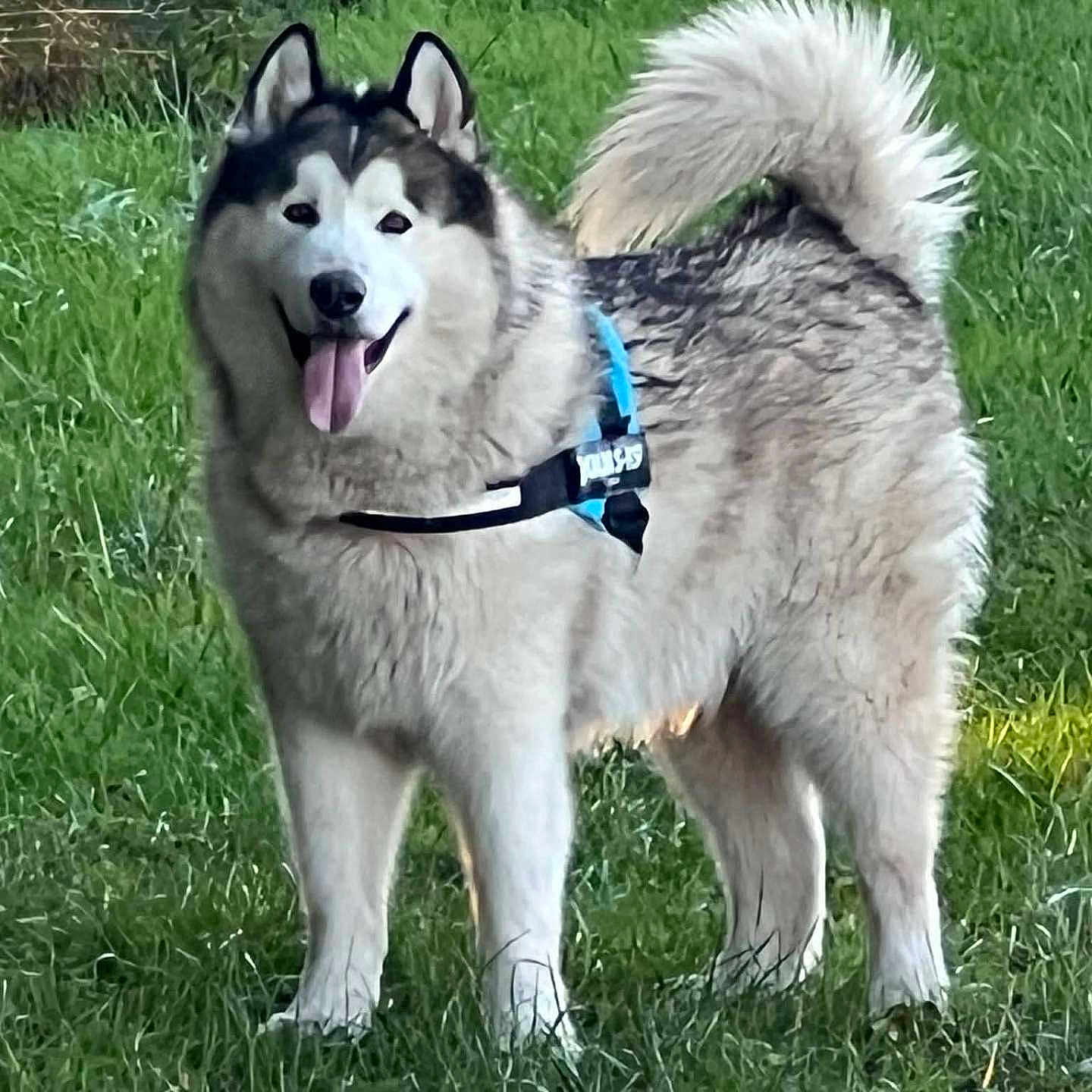 Zeus is registered to the contest to win money with this photo: adorable, animal, canine, cute, daylight, dog, friendly, fur, grass, happy, husky, leisure, mammal, nature, outdoor, pet, playful, standing, tail, tongue_out