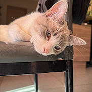 Aki a rejoint le concours — aidez-le/la à gagner de superbes lots ! cat, indoor, chair, furniture, relaxation, pet, animal, whiskers, closeup, fur, ears, floor, calm, domestic, resting, light, shadow, home, cozy, portrait