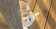 Aki a rejoint le concours — aidez-le/la à gagner de superbes lots ! cat, wooden_post, deck, sunlight, curious, pet, animal, outdoor, feline, whiskers, ears, paws, fur, looking_up, nature, daylight, domestic, playful, shadow, texture