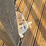 animal, cat, curious, daylight, deck, domestic, ears, feline, fur, looking_up, nature, outdoor, paws, pet, playful, shadow, sunlight, texture, whiskers, wooden_post