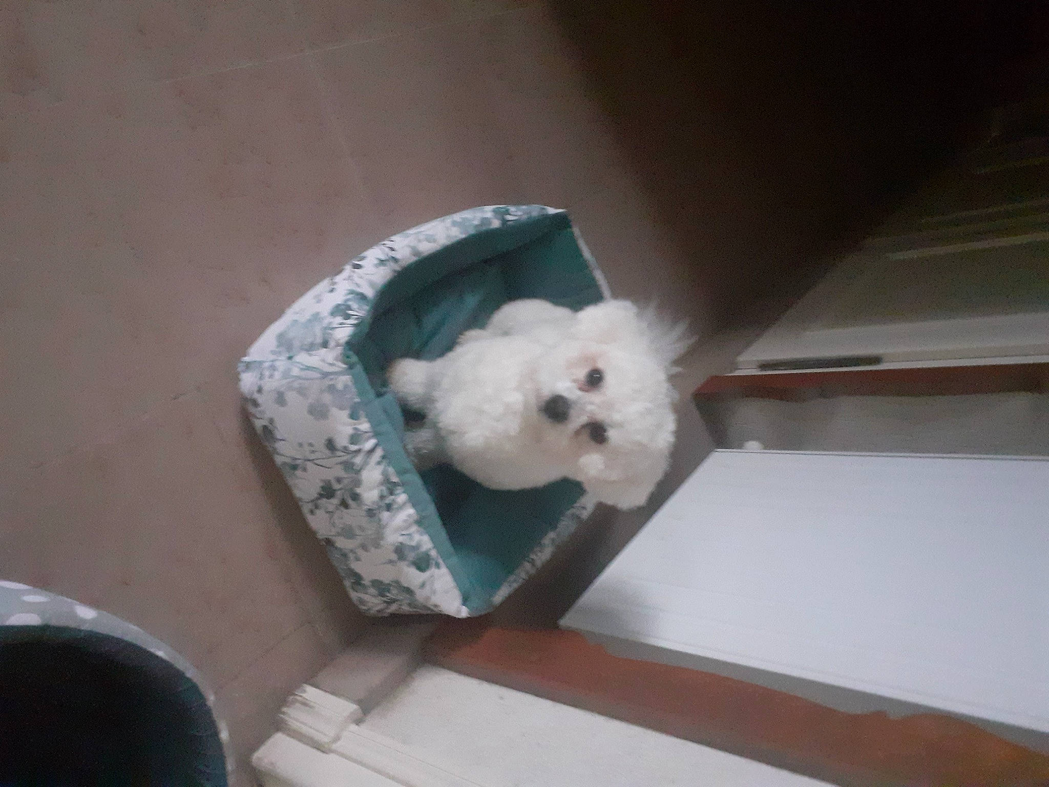 Sancho a rejoint le concours — aidez-le/la à gagner de superbes lots ! bichon, canidae, carnivore, companion_dog, couch, dog, dog_breed, fur, labradoodle, maltepoo, non_sporting_group, poodle, room, small_terrier, spitz, sporting_group, stuffed_toy, terrier, toy, toy_dog