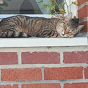 Moumoune a rejoint le concours — aidez-le/la à gagner de superbes lots ! animal, brick_wall, cat, closeup, daytime, feline, greenery, home, nature, outdoor, peaceful, pet, plant, relaxation, resting, sleeping, sunlight, tabby_cat, window, windowsill
