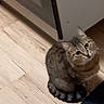 Moumoune a rejoint le concours — aidez-le/la à gagner de superbes lots ! animal, brown, cabinet, cat, curious, cute, domestic_cat, ears, feline, floor, indoor, kitchen, looking_up, pet, sitting, small_animal, striped, tabby, whiskers, wooden_floor