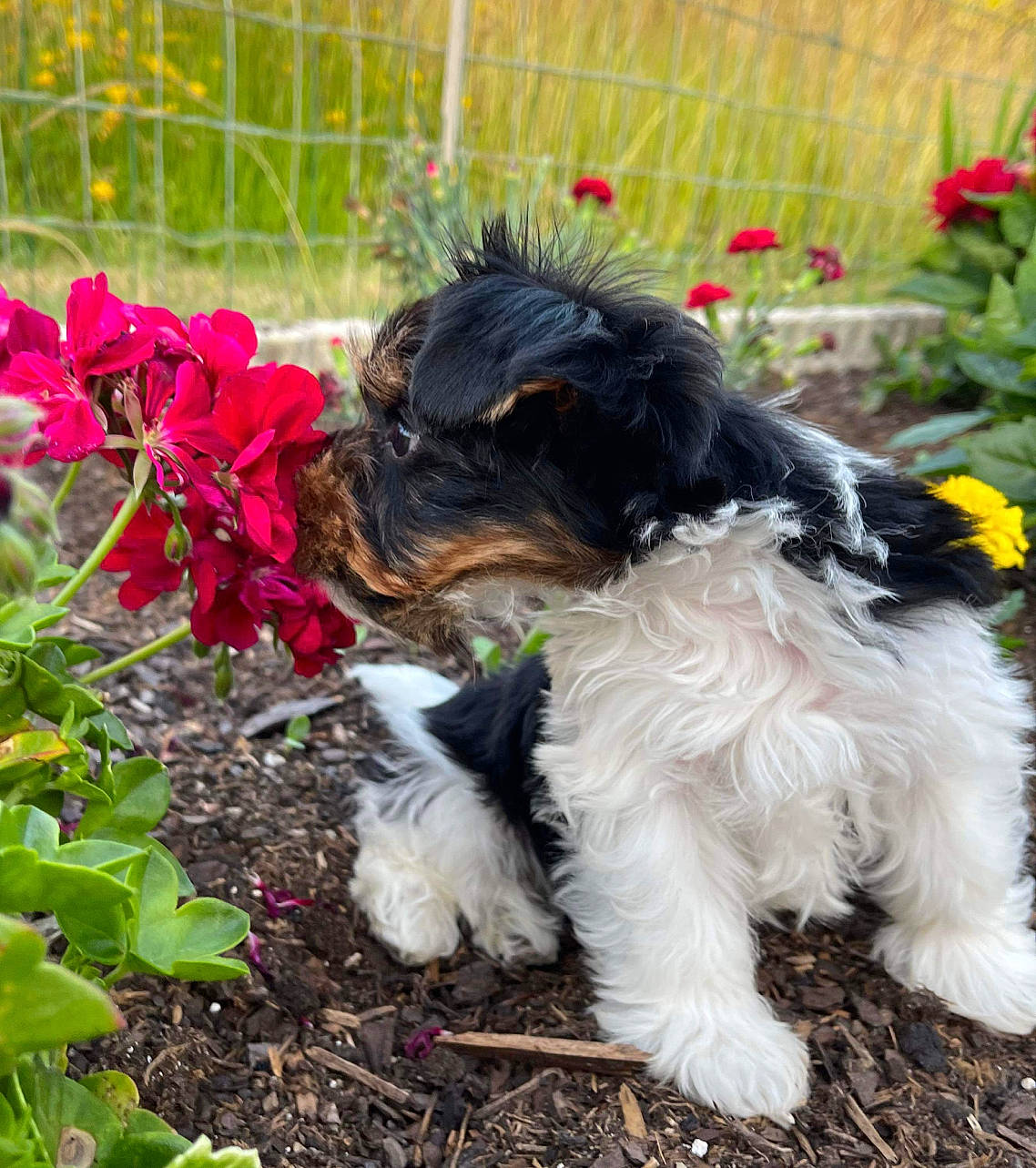 Ulysse a rejoint le concours — aidez-le/la à gagner de superbes lots ! carnivore, collar, companion_dog, corn_on_the_cob, dog, dog_breed, dog_collar, dog_supply, fence, flower, grass, liver, petal, plant, sporting_group, tail, terrier, toy_dog, water_dog, working_animal