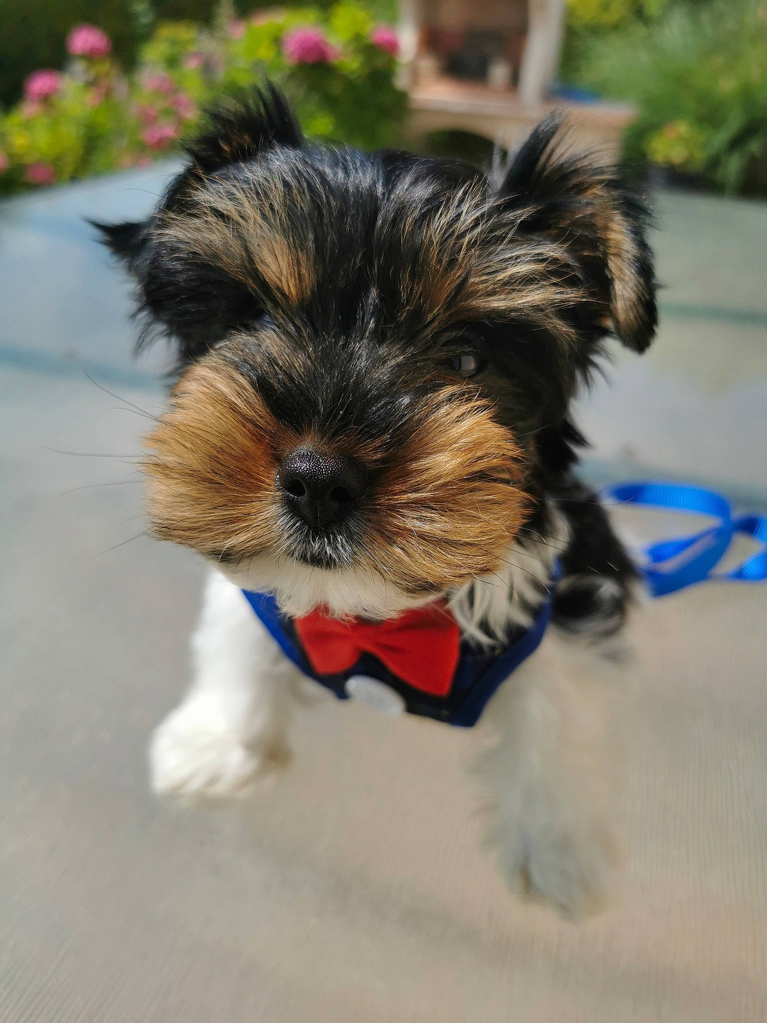 Ulysse participe au concours pour gagner de l'argent avec cette photo : biewer_terrier, canidae, carnivore, companion_dog, dog, dog_breed, dog_clothes, dog_collar, dog_supply, fur, maltepoo, plant, small_terrier, snout, sporting_group, tail, terrier, toy_dog, working_animal, yorkshire_terrier