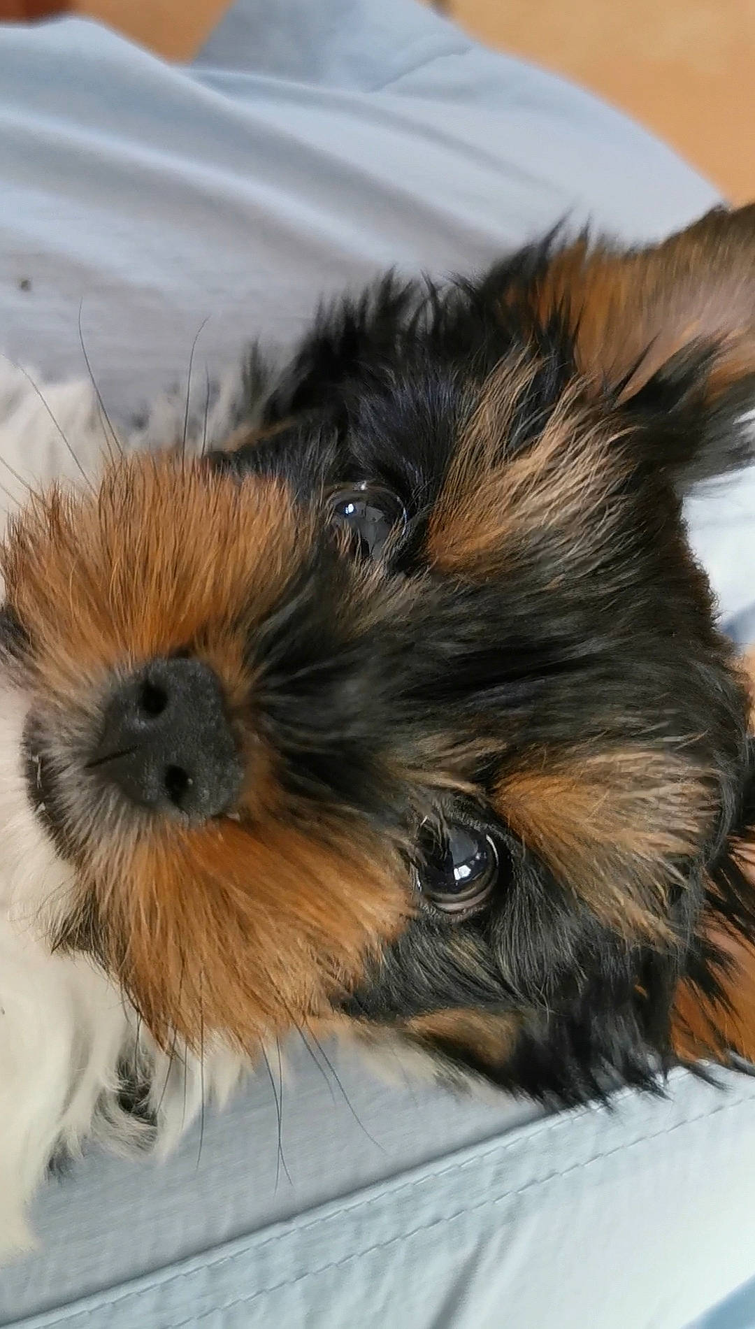 Ulysse participe au concours pour gagner de l'argent avec cette photo : biewer_terrier, canidae, carnivore, companion_dog, dog, dog_breed, fur, liver, puppy, small_terrier, snout, sporting_group, terrestrial_animal, terrier, toy_dog, whiskers, working_animal