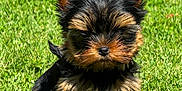 Velours a rejoint le concours — aidez-le/la à gagner de superbes lots ! puppy, dog, yorkshire_terrier, grass, outdoor, pet, animal, cute, fur, small_dog, brown, black, sitting, young_dog, nature, sunlight, adorable, fluffy, canine, portrait
