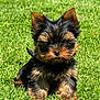 puppy, dog, yorkshire_terrier, grass, outdoor, pet, animal, cute, fur, small_dog, brown, black, sitting, young_dog, nature, sunlight, adorable, fluffy, canine, portrait