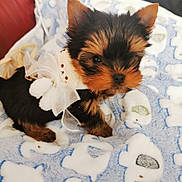 Velours participe au concours pour gagner de l'argent avec cette photo : puppy, dog, yorkshire_terrier, pet, cute, fluffy, collar, bow, blanket, sheep_pattern, indoor, small_dog, fur, brown, black, animal, young, sitting, closeup, adorable