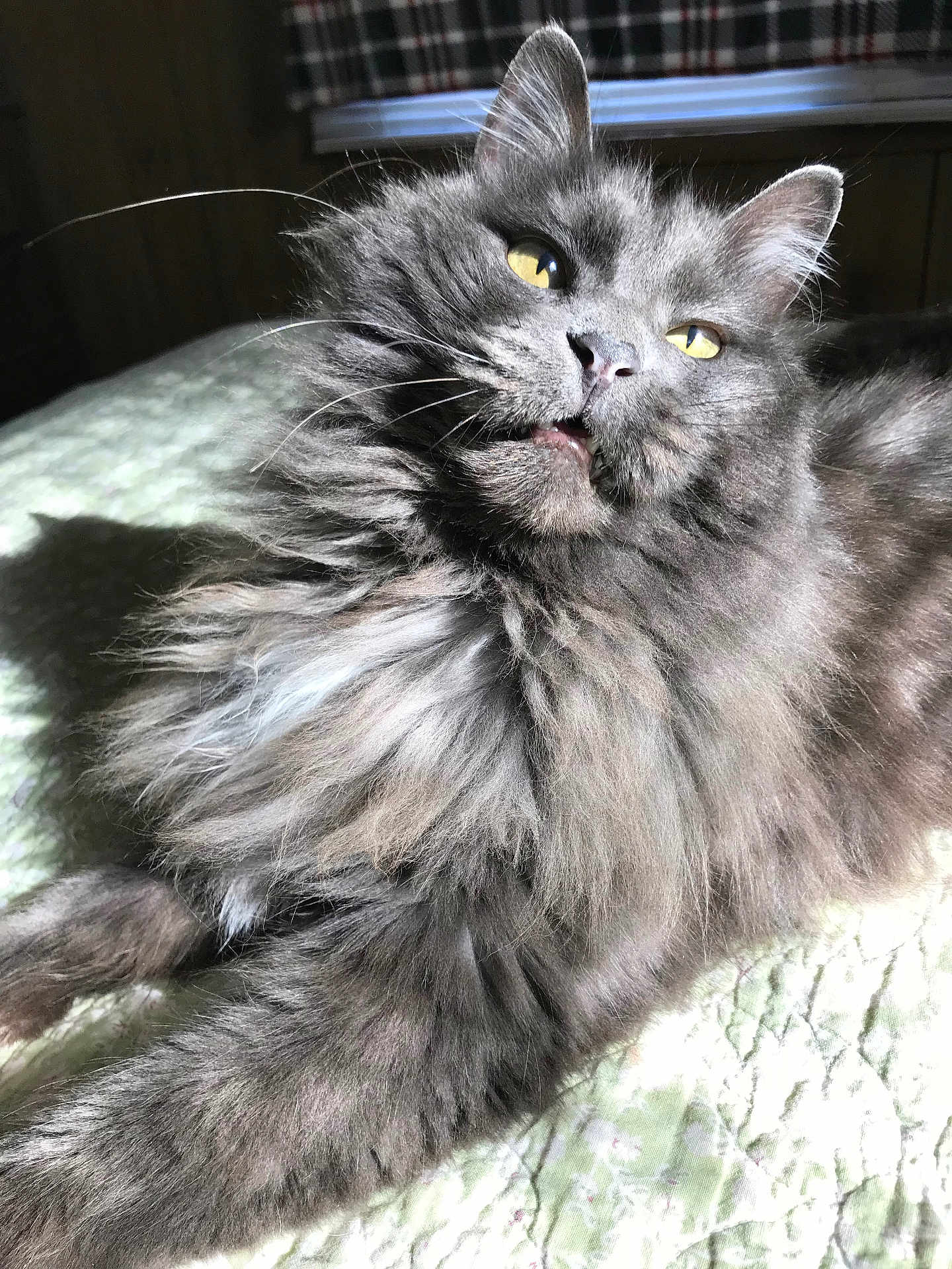 Ziggy