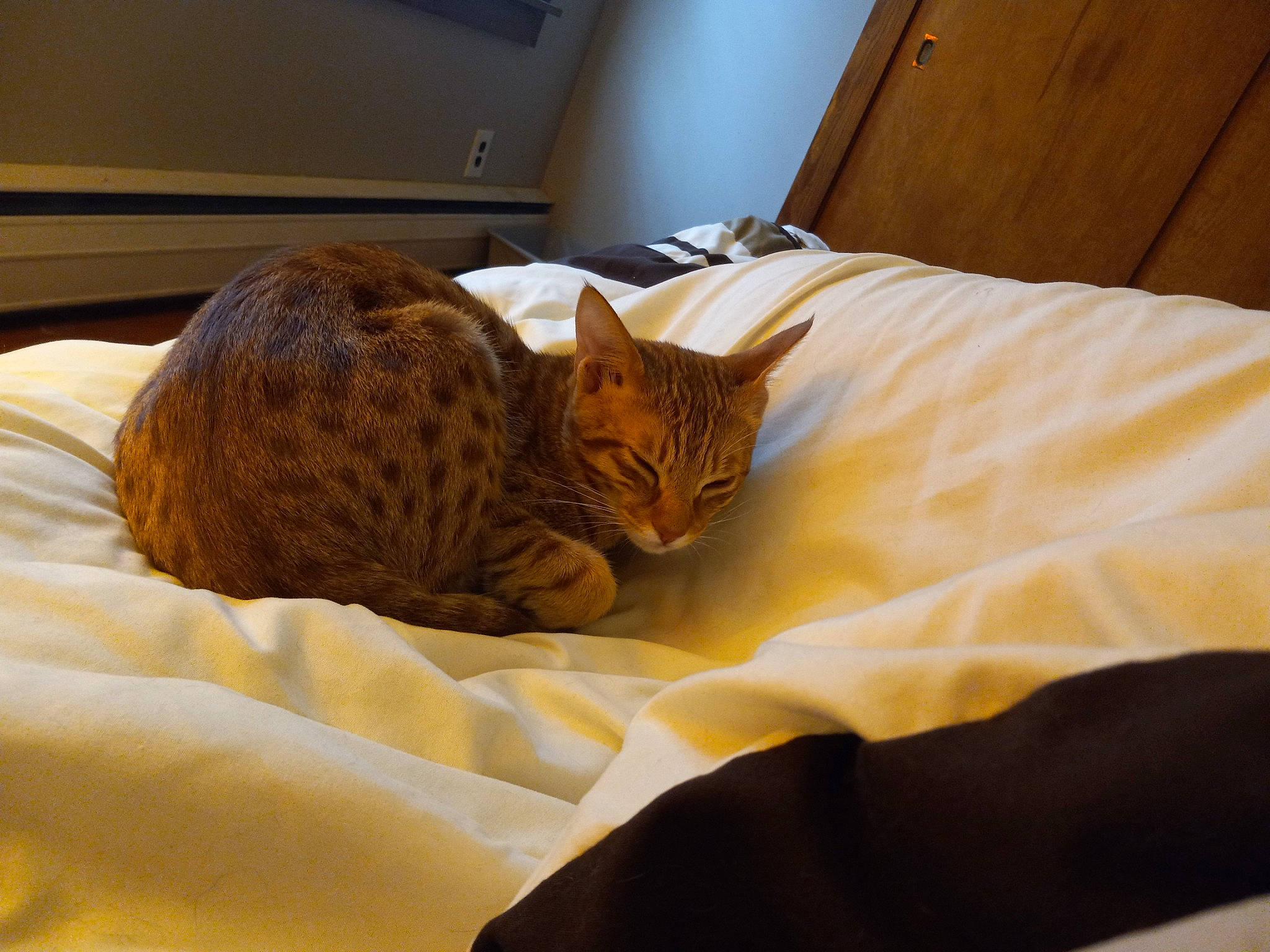 Banshee joined the competition — help win amazing prizes! bed, bed_sheet, bedding, bedroom, carnivore, cat, comfort, domestic_short_haired_cat, duvet, felidae, fur, hardwood, linens, mattress, room, small_to_medium_sized_cats, tail, textile, whiskers, wood