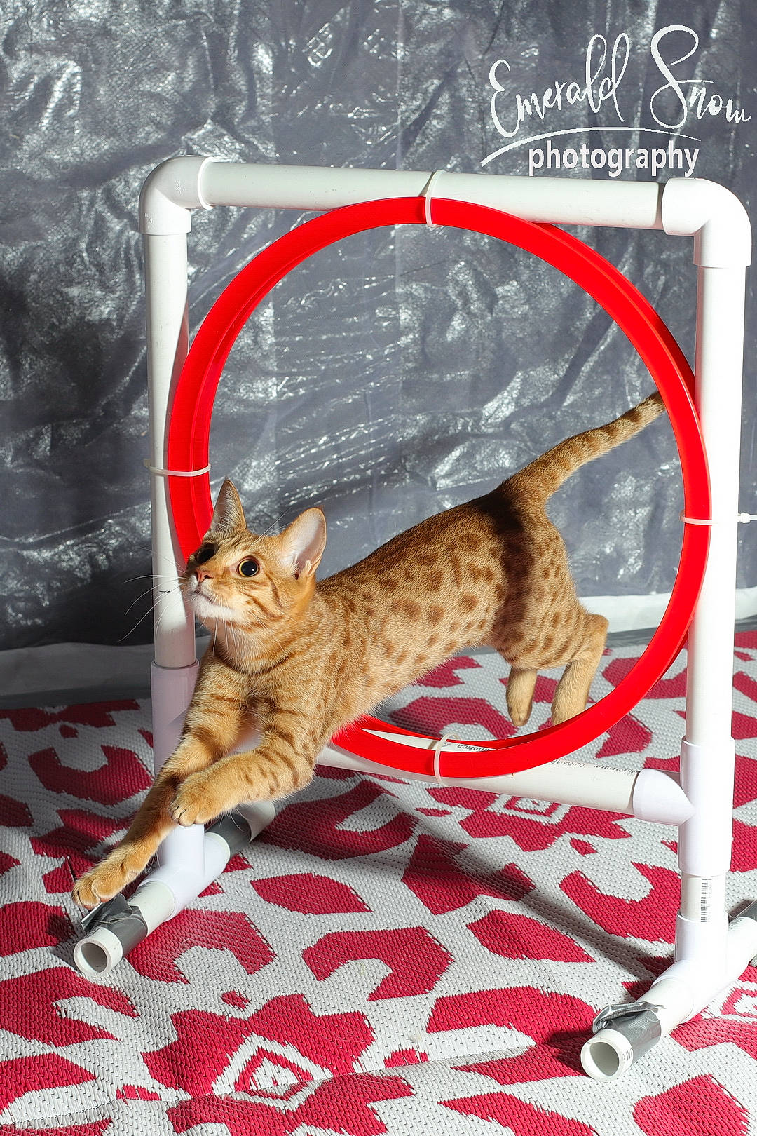 Banshee is registered to the contest to win money with this photo: carnivore, cat, fawn, felidae, font, fur, linens, mammal, organism, pattern, rectangle, small_to_medium_sized_cats, tail, terrestrial_animal, toy, whiskers