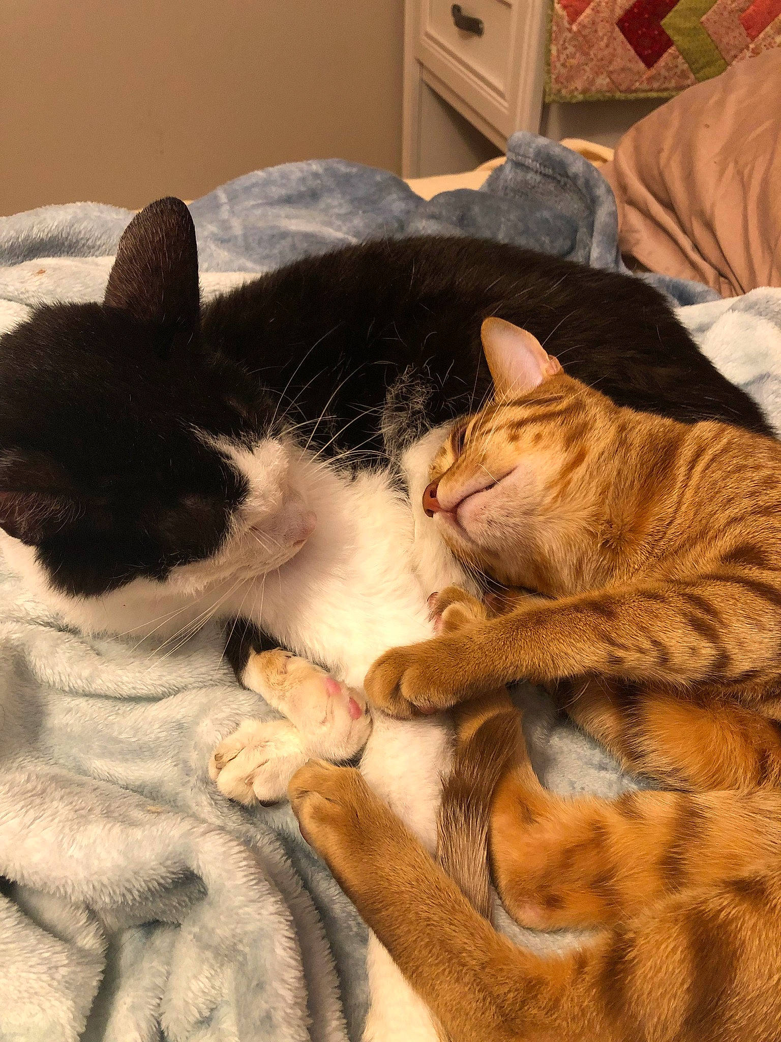 Banshee is registered to the contest to win money with this photo: bed, cabinetry, carnivore, cat, claw, comfort, domestic_short_haired_cat, felidae, foot, fur, linens, mammal, nap, paw, small_to_medium_sized_cats, snout, tail, vertebrate, whiskers, wood