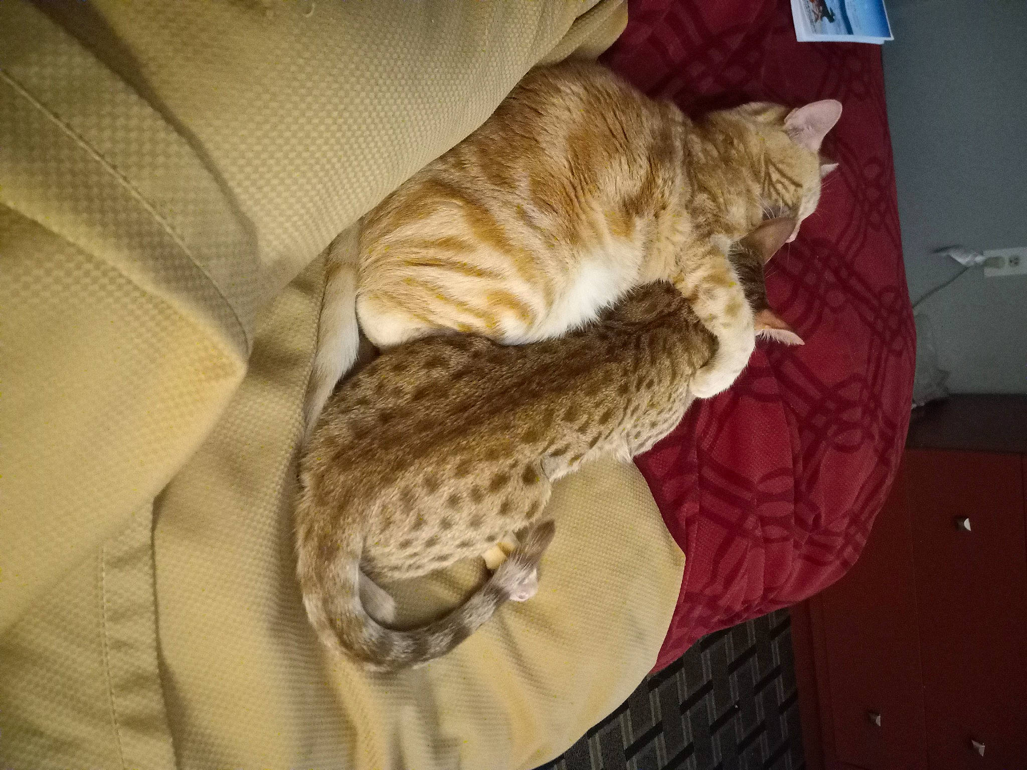 Banshee is registered to the contest to win money with this photo: carnivore, cat, cat_bed, claw, comfort, domestic_short_haired_cat, fawn, felidae, fur, reptile, room, safety_glove, sleeve, small_to_medium_sized_cats, tail, terrestrial_animal, whiskers, wood, woolen