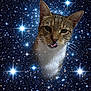 Nikita participe au concours pour gagner de l'argent avec cette photo : animal, astronomy, cat, cosmic, cute, dark, ears, face, fantasy, floating, fur, galaxy, mammal, night, playful, portrait, space, stars, tongue, whiskers