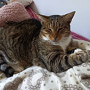 Nikita participe au concours pour gagner de l'argent avec cette photo : cat, tabby, animal, pet, feline, fur, striped, whiskers, relaxed, sleepy, blanket, soft, cozy, indoor, resting, paw, pink, cushion, home, comfort