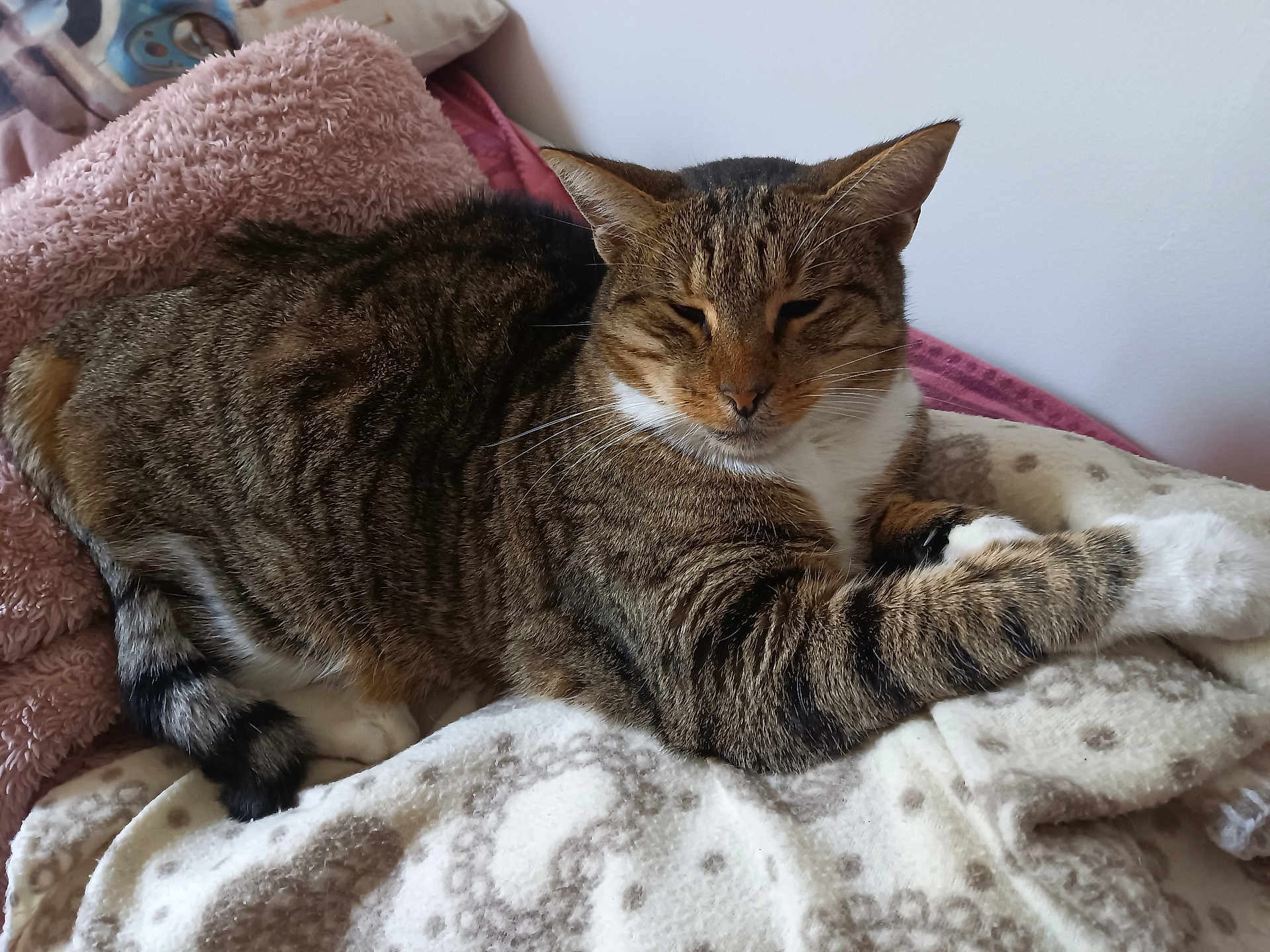 Nikita participe au concours pour gagner de l'argent avec cette photo : cat, tabby, animal, pet, feline, fur, striped, whiskers, relaxed, sleepy, blanket, soft, cozy, indoor, resting, paw, pink, cushion, home, comfort