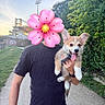 puppy, dog, pet, person, flower, face_cover, tongue_out, happy, outdoor, portrait, handheld, leash, grass, path, hedge, trees, stadium, sunset, graffiti, photography