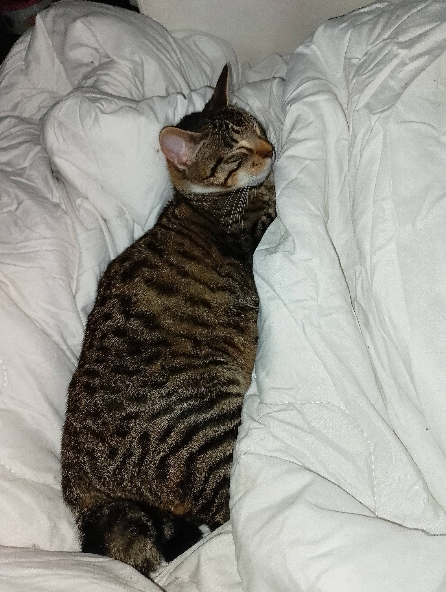 Bébé Yoda participe au concours pour gagner de l'argent avec cette photo : bed, bed_sheet, bedding, carnivore, cat, cat_bed, comfort, domestic_short_haired_cat, fawn, felidae, fur, grey, linens, nap, paw, small_to_medium_sized_cats, snout, tail, terrestrial_animal, whiskers