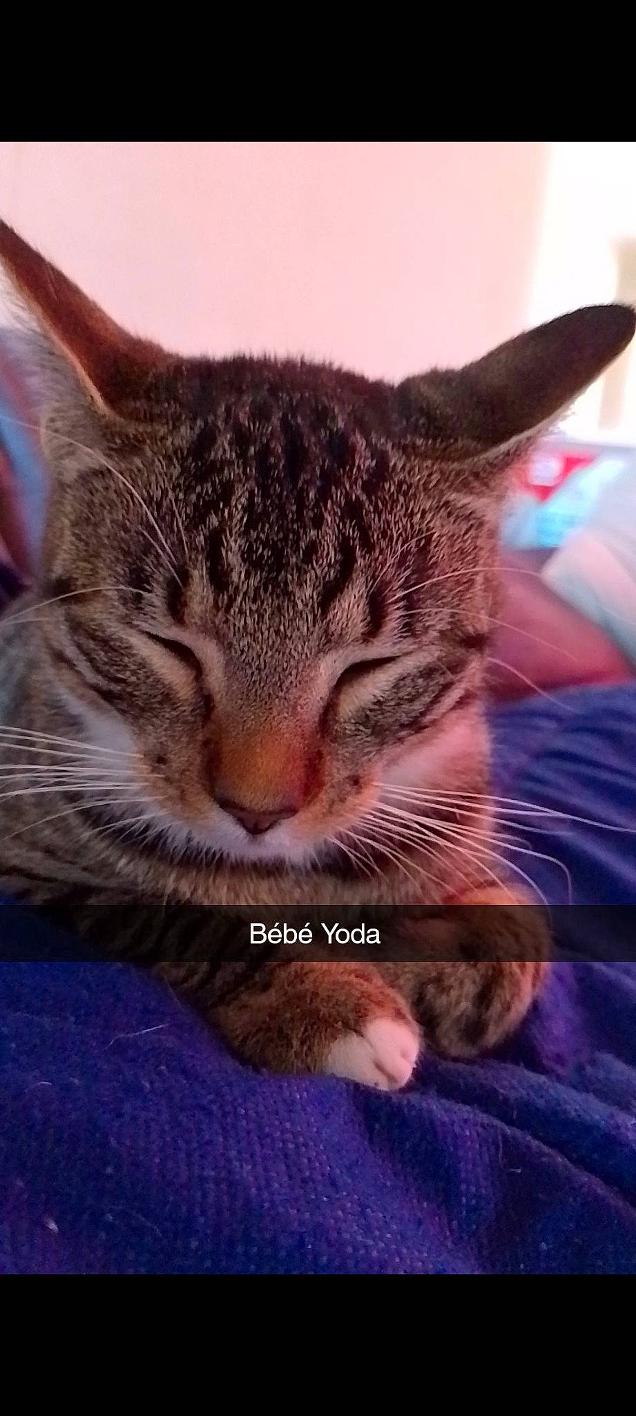 Bébé Yoda participe au concours pour gagner de l'argent avec cette photo : carnivore, cat, claw, comfort, domestic_short_haired_cat, ear, fawn, felidae, fur, gesture, iris, mountain, nap, paw, sitting, sky, small_to_medium_sized_cats, snout, whiskers, wildlife