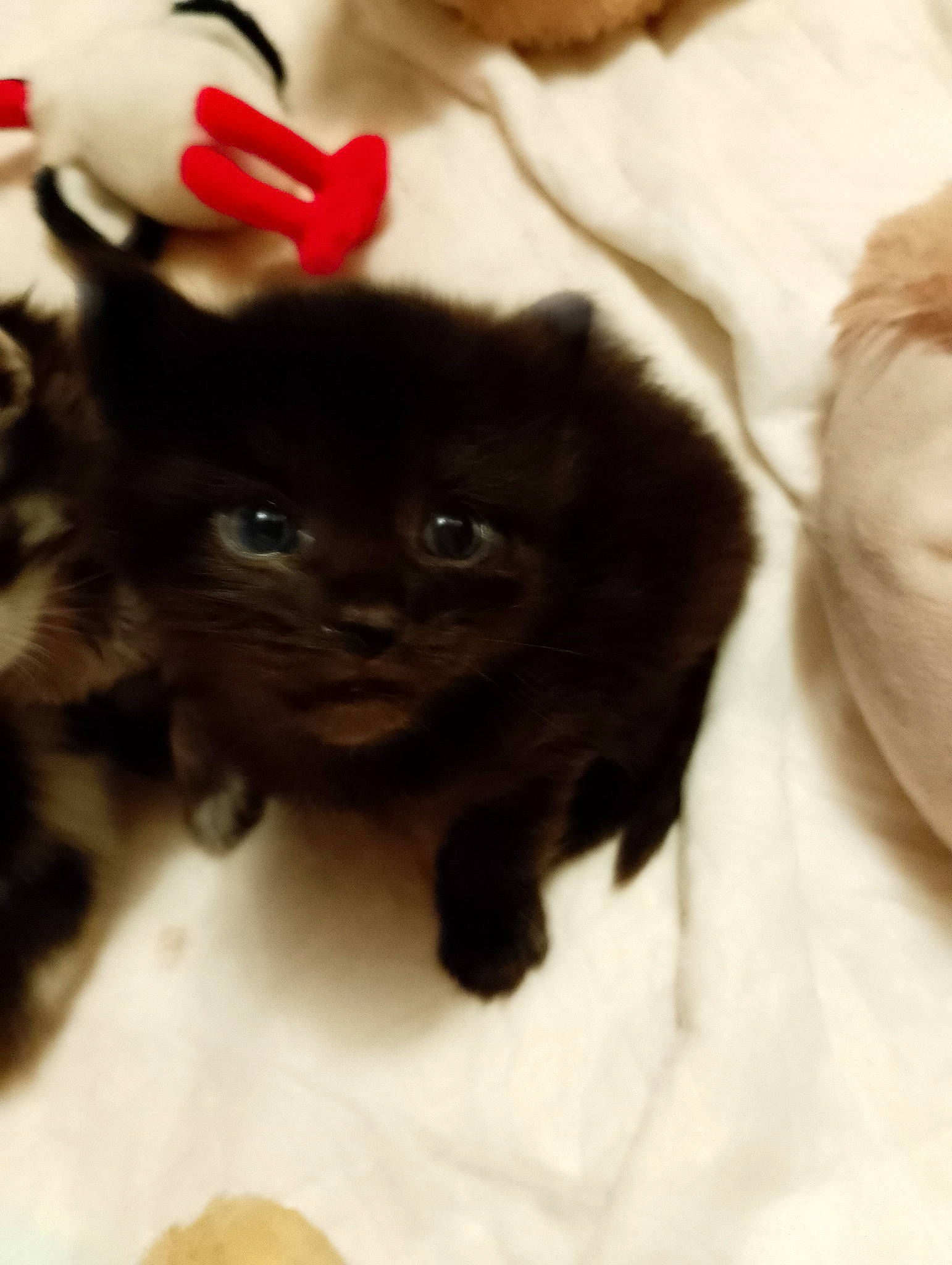 Venus a rejoint le concours — aidez-le/la à gagner de superbes lots ! black_cat, bombay, canidae, carnivore, cat, claw, comfort, companion_dog, domestic_short_haired_cat, eye, fawn, felidae, fur, liver, small_to_medium_sized_cats, snout, tail, terrestrial_animal, whiskers, working_animal