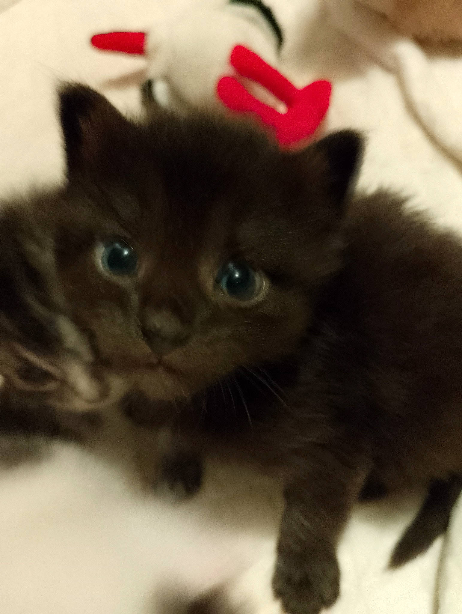 Venus participe au concours pour gagner de l'argent avec cette photo : black_cat, carnivore, cat, claw, domestic_short_haired_cat, ear, fawn, felidae, fur, paw, small_to_medium_sized_cats, snout, tail, terrestrial_animal, whiskers