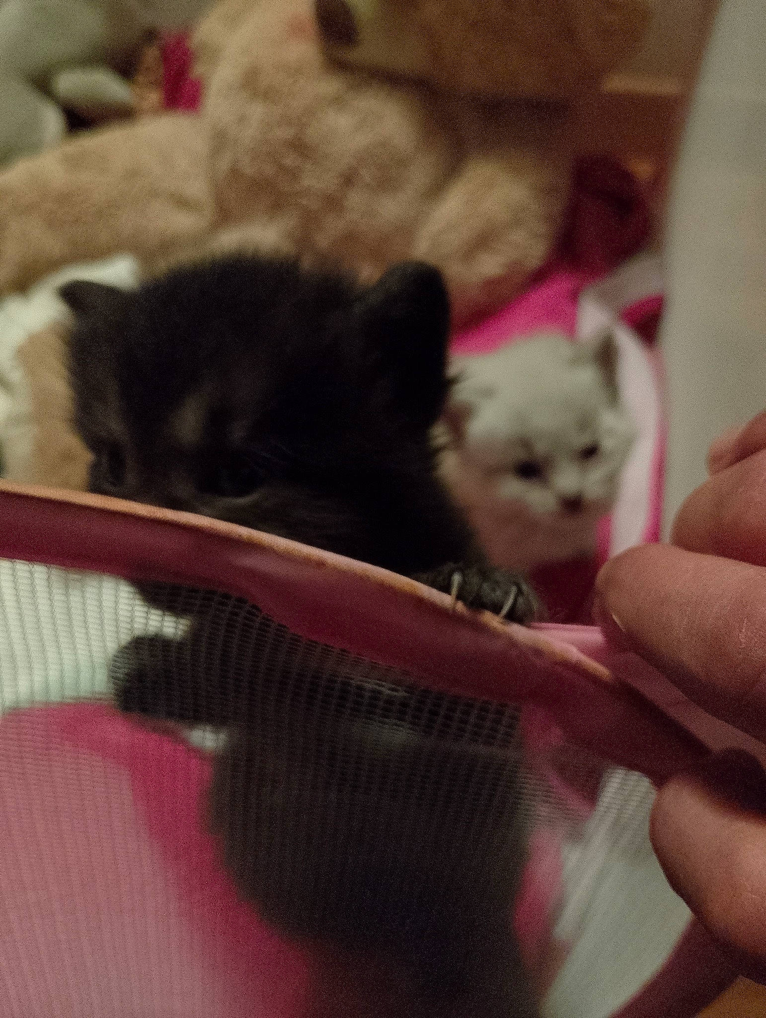 Venus participe au concours pour gagner de l'argent avec cette photo : black_cat, canidae, carnivore, cat, claw, comfort, companion_dog, domestic_short_haired_cat, fawn, felidae, fur, nail, nap, paw, pet_supply, rodent, small_to_medium_sized_cats, tail, whiskers