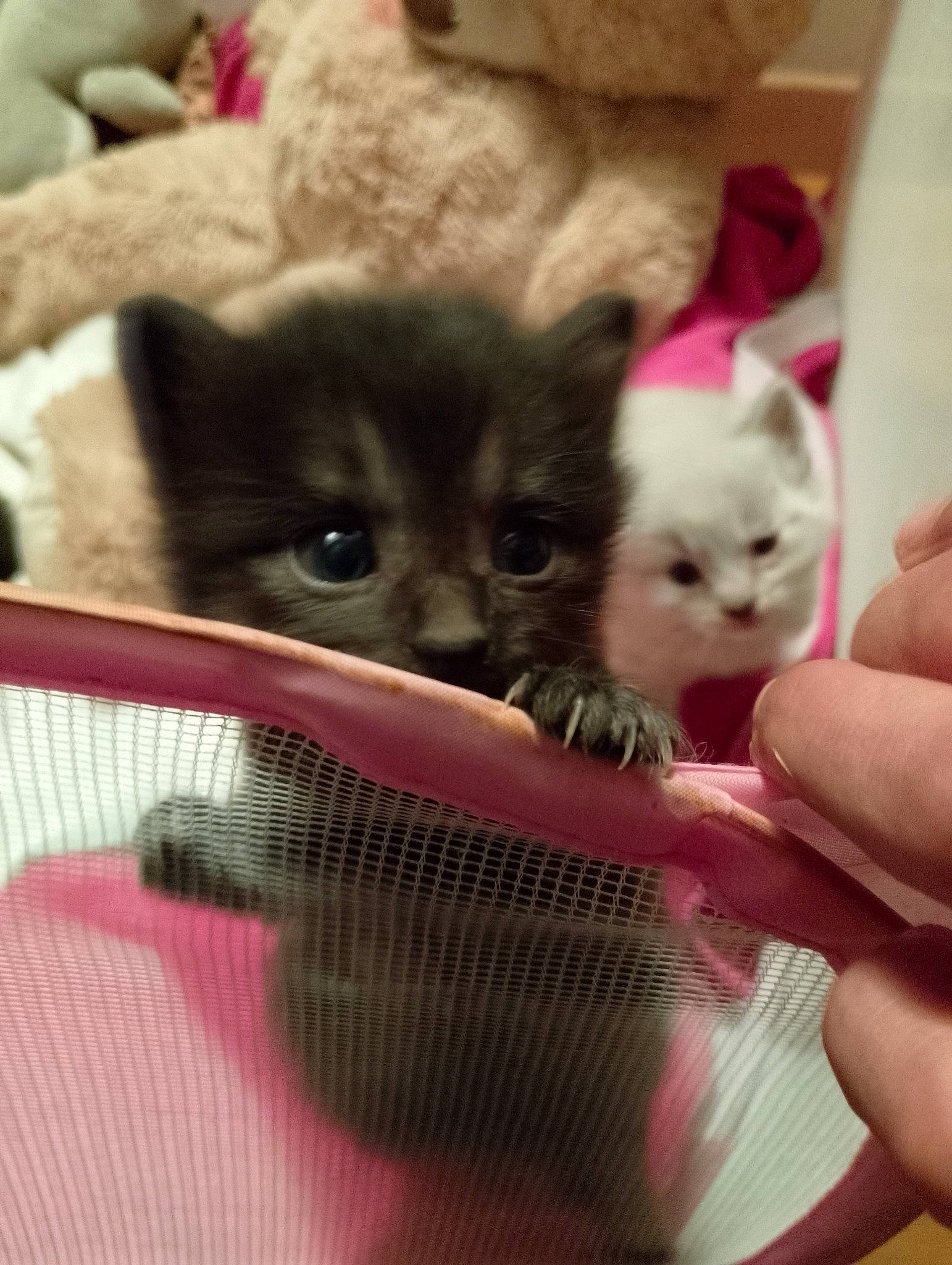 Venus participe au concours pour gagner de l'argent avec cette photo : animal_shelter, box, carnivore, cat, cat_supply, claw, comfort, domestic_short_haired_cat, fawn, felidae, fur, mammal, nail, paw, pet_supply, small_to_medium_sized_cats, snout, whiskers