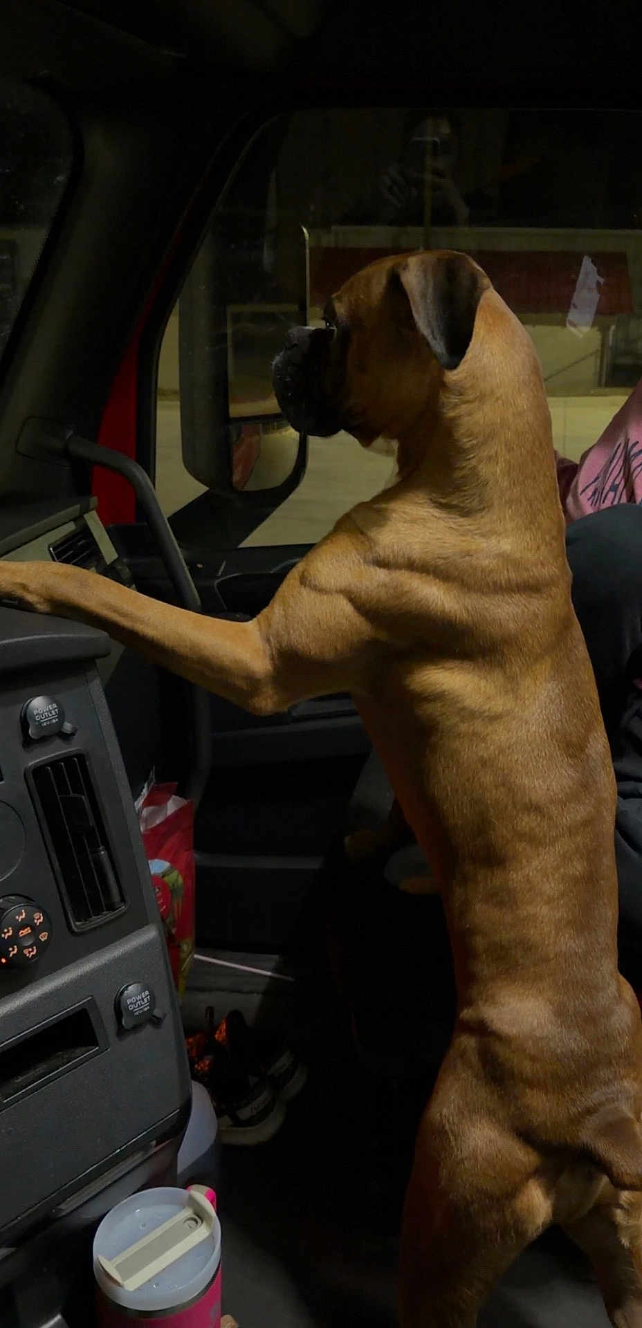 Atlas joined the competition — help win amazing prizes! dog, brown_dog, vehicle_interior, dashboard, steering_wheel, paw, muscular, standing, pet, indoor, dark, window, person_partial, seat, car, transport, animal, mammal, canine, adventure