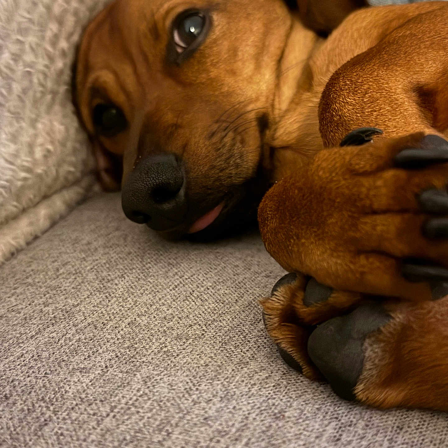 Albert a rejoint le concours — aidez-le/la à gagner de superbes lots ! dog, pet, close_up, sleepy, paw, nose, couch, soft_texture, brown_fur, indoor, relaxed, animal, cute, cozy, resting, canine, fur, snout, tongue, domestic_animal