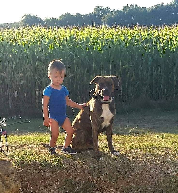 Guyzmo a rejoint le concours — aidez-le/la à gagner de superbes lots ! agriculture, carnivore, companion_dog, dog, dog_breed, fawn, fun, grass, grassland, happy, landscape, leisure, pasture, people_in_nature, plant, prairie, sky, soil, toddler, working_animal