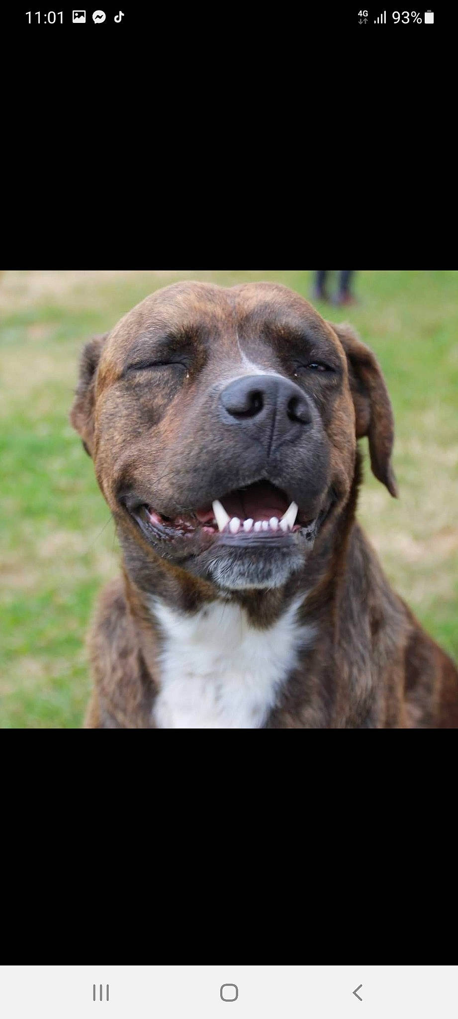 Guyzmo a rejoint le concours — aidez-le/la à gagner de superbes lots ! canidae, carnivore, collar, companion_dog, dog, dog_breed, dog_collar, fang, fawn, fur, grass, gun_dog, liver, pet_supply, snout, sporting_group, terrestrial_animal, whiskers, working_animal, working_dog