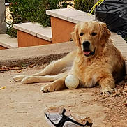 Roxy participe au concours pour gagner de l'argent avec cette photo : golden_retriever, dog, ball, soccer_ball, outdoor, garden, plants, steps, path, fence, trash_bag, relaxed, tongue_out, pet, animal, daylight, nature, play, chewed_toy, canine