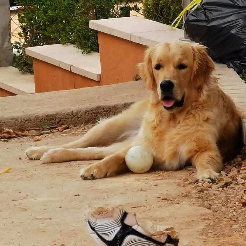 Roxy participe au concours pour gagner de l'argent avec cette photo : golden_retriever, dog, ball, soccer_ball, outdoor, garden, plants, steps, path, fence, trash_bag, relaxed, tongue_out, pet, animal, daylight, nature, play, chewed_toy, canine